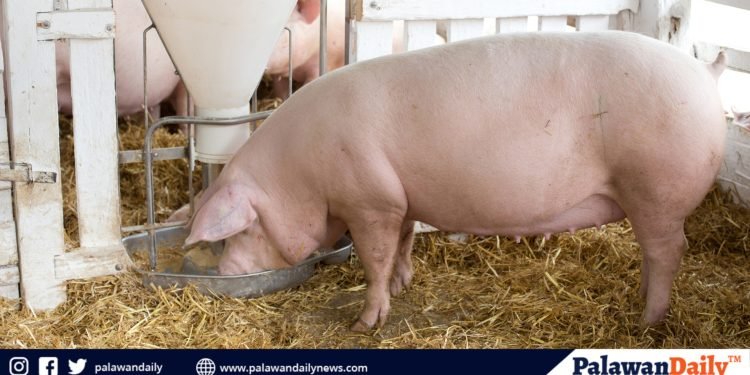High feed costs, competition among buyers trigger increase in pork prices