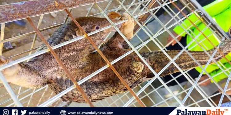 PCSDS DMD South rescues endangered Palawan Pangolin in Rizal