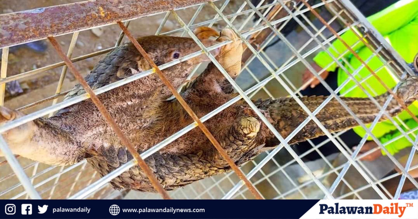 PCSDS DMD South rescues endangered Palawan Pangolin in Rizal