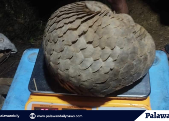 Philippine maritime group rescues endangered Pangolin in Palawan