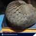 Philippine maritime group rescues endangered Pangolin in Palawan