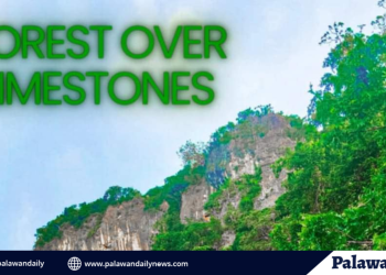 Gubat sa batong apog: kahalagahan at kagandahan