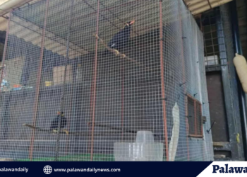 Endangered palawan hill mynah rescued in coron, palawan