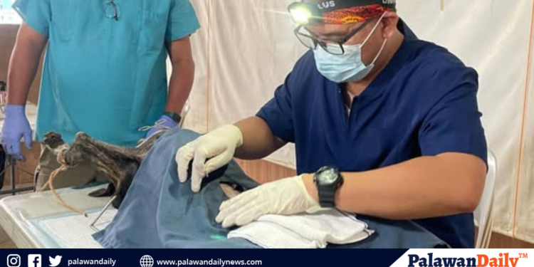 Palawan expands rabies vaccination and neutering efforts to control stray population