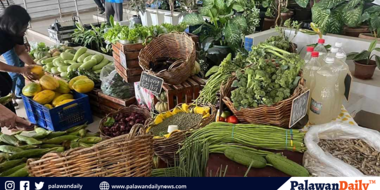 Ipo-ipo, namataan sa tagkawayan beach: cdrrmo nagsagawa ng aerial inspection