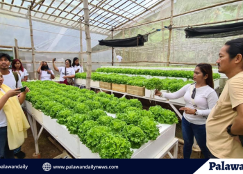 Ilang pastor nabiktima ng umanoy’y accommodation scam sa puerto princesa