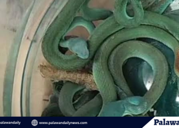 Pasahero mula thailand, huling may dalang dose-dosenang ahas sa mumbai airport