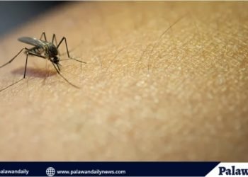 Puerto Princesa records highest number of Dengue Cases in MIMAROPA for 2025
