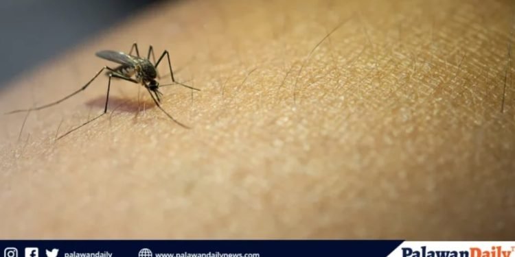 Puerto Princesa records highest number of Dengue Cases in MIMAROPA for 2025