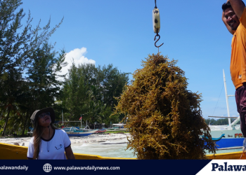 Mt. Mantalingahan marks 16th year as protected landscape with community-led forest celebration