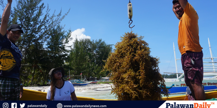 Mt. Mantalingahan marks 16th year as protected landscape with community-led forest celebration