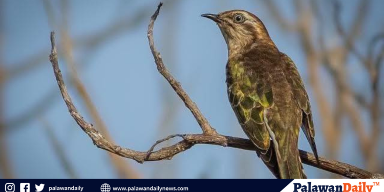 Habagat drenches Palawan as PAGASA tracks three weather system