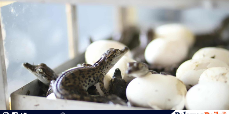 Selebrasyon ng 30th Police community relations month ng Palawan PPO, pinangunahan ni PBGEN. Rodolfo