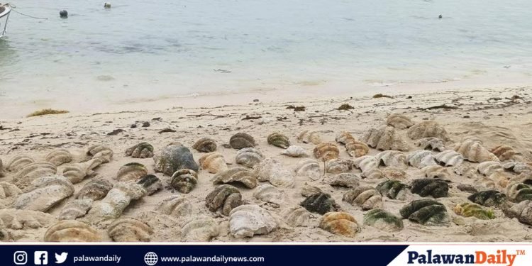 182 giant clam shells unearthed in Balabac after 11 years under sand
