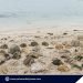 182 giant clam shells unearthed in Balabac after 11 years under sand