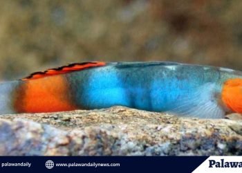 Three new Goby species discovered in Narra, Palawan and Okinawa