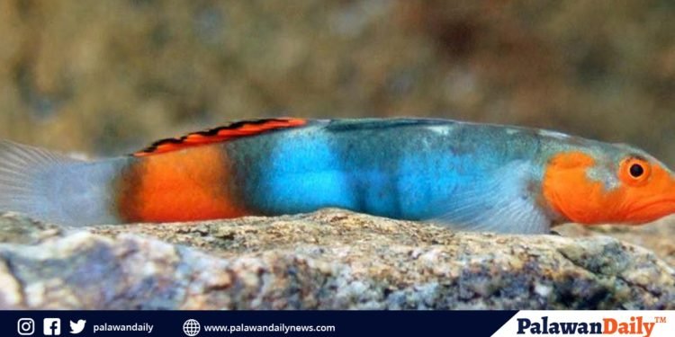 Three new Goby species discovered in Narra, Palawan and Okinawa