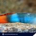 Three new Goby species discovered in Narra, Palawan and Okinawa