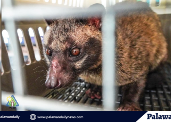 Musang, itinurn-over ng tatlong indibidwal