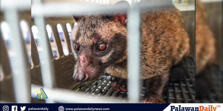 Musang, itinurn-over ng tatlong indibidwal