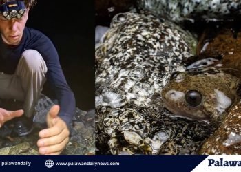 Rare Palawan frog found in Narra signals clean rivers — and looming threats