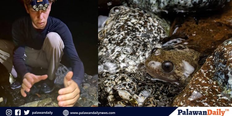 Rare Palawan frog found in Narra signals clean rivers — and looming threats