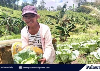 Farmer in Puerto Princesa’s Sta. Lucia finds success in cabbage farming