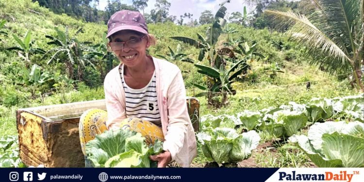 Farmer in Puerto Princesa’s Sta. Lucia finds success in cabbage farming
