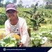 Farmer in Puerto Princesa’s Sta. Lucia finds success in cabbage farming