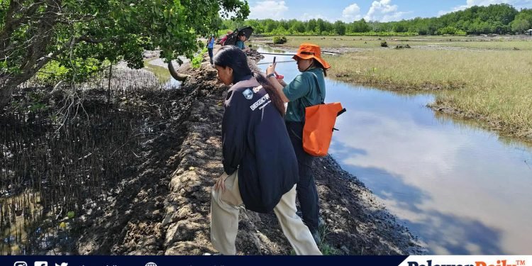 Catholic church’s IP apostolate arm to launch mangroves conservation