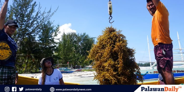 BFAR to construct 4 seaweeds warehouses in Palawan