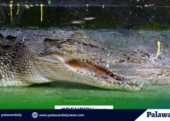 DNA links rescued crocodile in Sarangani to Palawan-Tawi-Tawi cluster