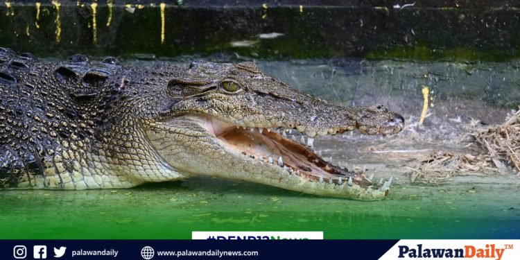 DNA links rescued crocodile in Sarangani to Palawan-Tawi-Tawi cluster