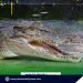 DNA links rescued crocodile in Sarangani to Palawan-Tawi-Tawi cluster
