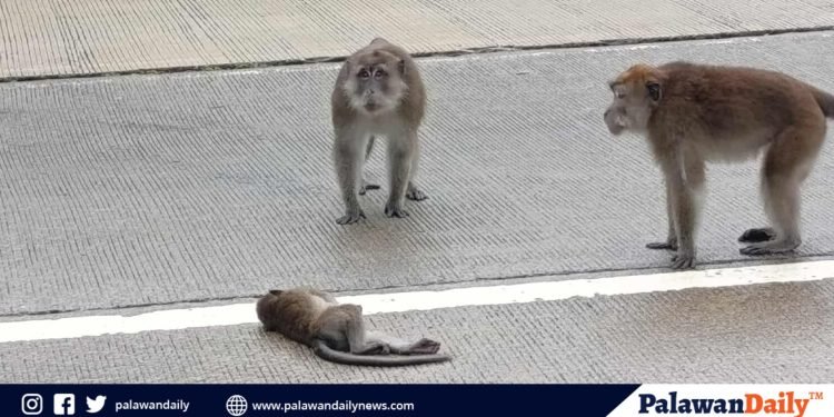 Baby Macaque dead on Puerto Princesa road; wildlife feeding seen as cause of risky behavior