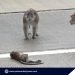 Baby Macaque dead on Puerto Princesa road; wildlife feeding seen as cause of risky behavior
