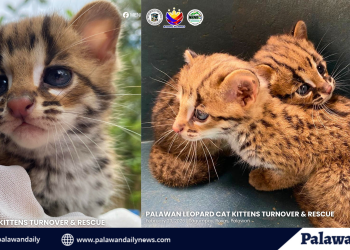 Two rare leopard cats headed for rehab