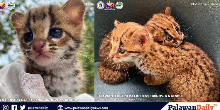 Two rare leopard cats headed for rehab