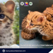 Two rare leopard cats headed for rehab