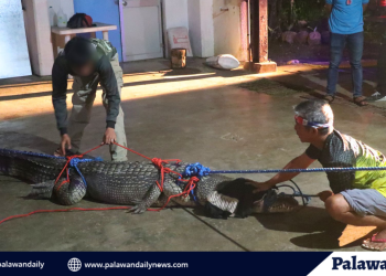 10-foot saltwater crocodile captured in Balabac after deadly attack