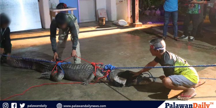 10-foot saltwater crocodile captured in Balabac after deadly attack