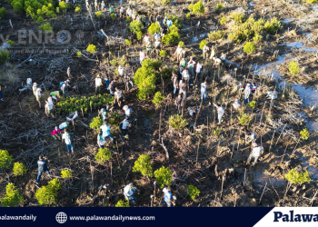 City ENRO spearheads mangroves planting during World Wetlands Day