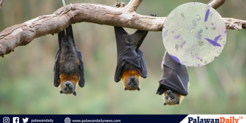 DOH urges for intensified border surveillance vs Nipah virus