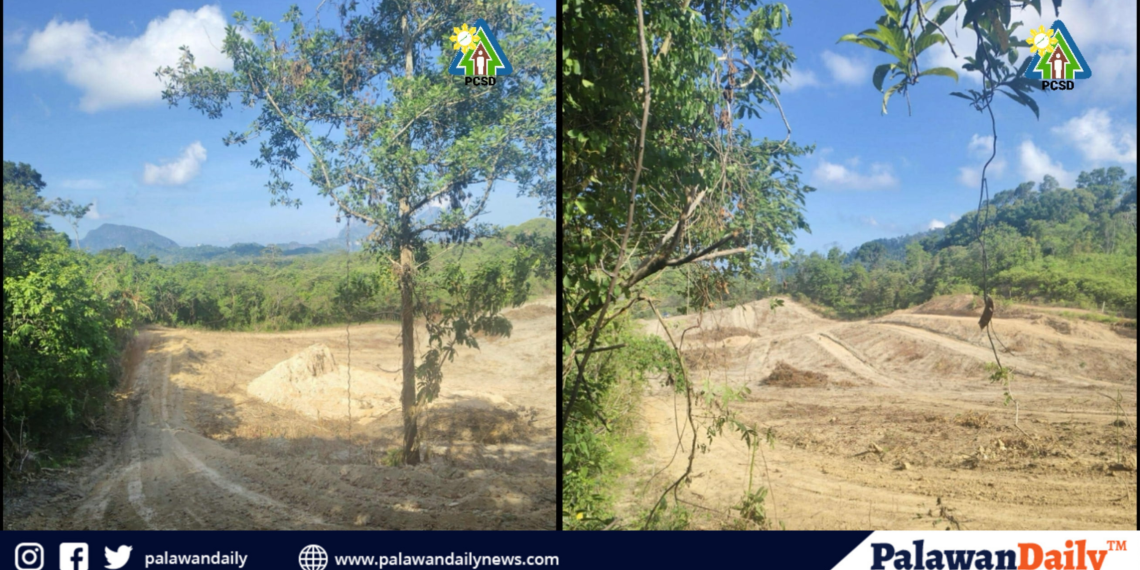 PCSD, nilinaw ang umano’y pamumutol ng kahoy para sa motocross event sa El Nido