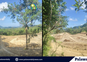 PCSD, nilinaw ang umano’y pamumutol ng kahoy para sa motocross event sa El Nido