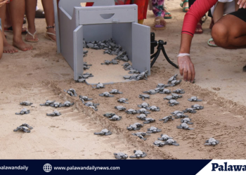 Four Points by Sheraton Palawan releases nearly 428 sea turtle hatchlings over the weekend