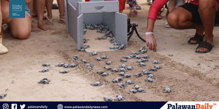 Four Points by Sheraton Palawan releases nearly 428 sea turtle hatchlings over the weekend