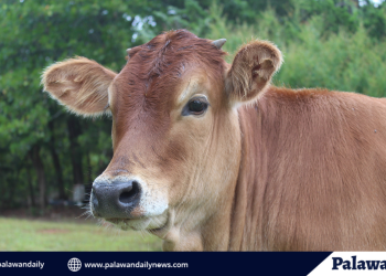 Program for Palawan’s Wagyu Beef production linked to tourism eyed