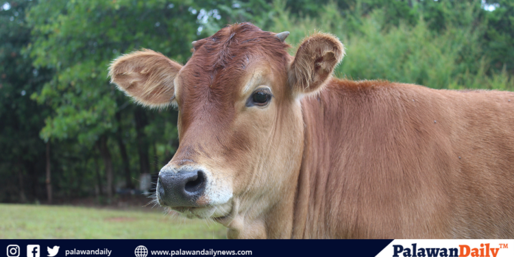 Program for Palawan’s Wagyu Beef production linked to tourism eyed