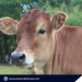 Program for Palawan’s Wagyu Beef production linked to tourism eyed